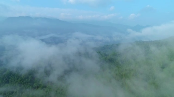 Aerial photography of sea of clouds and green fore