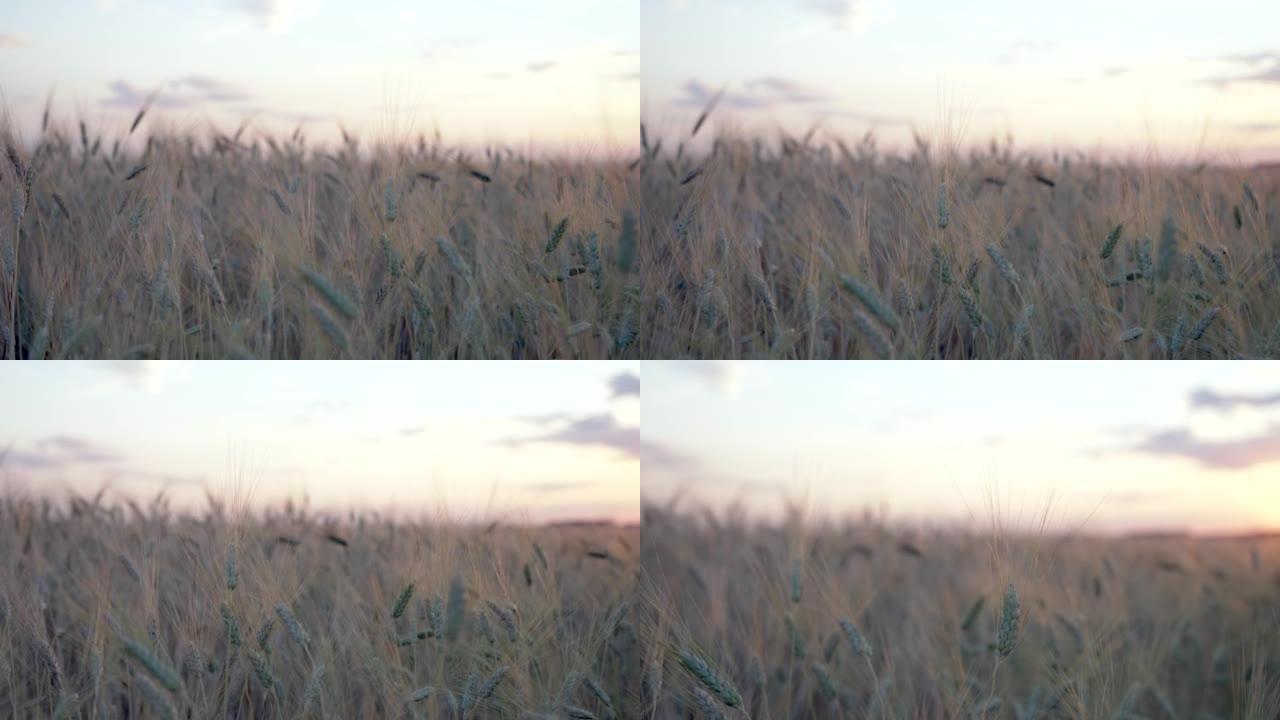在夏天明亮的橙色日落的背景下，麦田的金色小穗从微风中缓慢移动。小麦农业领域全景。自然。镜头信号弹