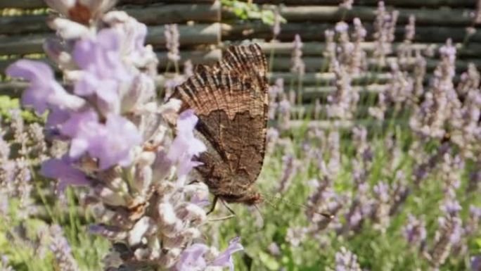 小玳瑁蝴蝶，Aglais Urticae，紫色花上