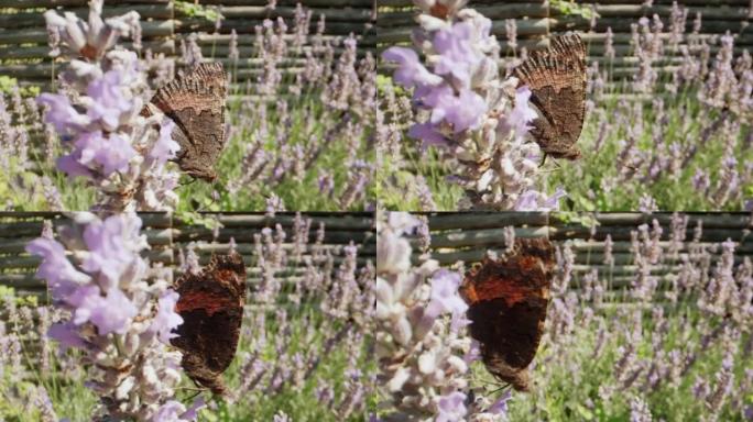小玳瑁蝴蝶，Aglais Urticae，紫色花上