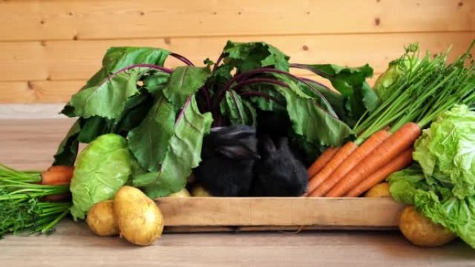 两只黑兔子坐在各种蔬菜中吃。新鲜农场收获。健康维生素食品盒中的可爱宠物。野兔是根据中国历法2023年