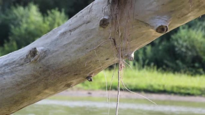 The game of the reflected sun on the trunk of a fa