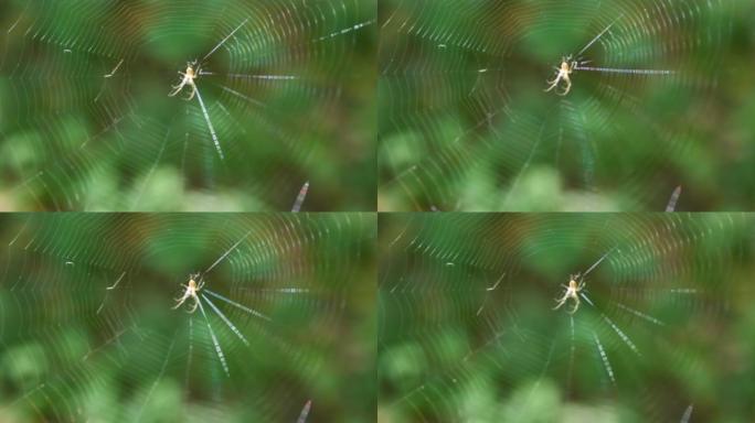 小轻蜘蛛，长腿在蜘蛛丝的中心在风中。拍摄微距。