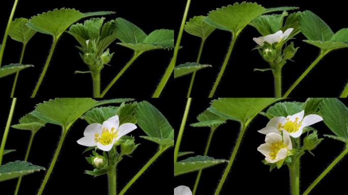巴布亚新几内亚格式草莓2a1生长和开花的延时，阿尔法透明通道，隔离在黑色背景上