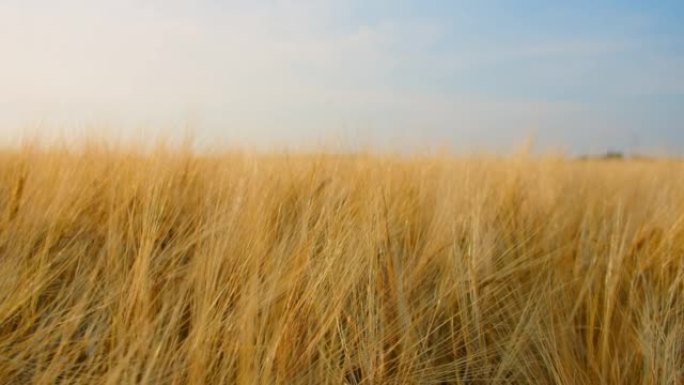 黑麦场。谷物作物的金穗特写。成熟的农业牧场。丰收。天然食品的种植。晴朗的蓝天。丰收节。十月节。日落柔