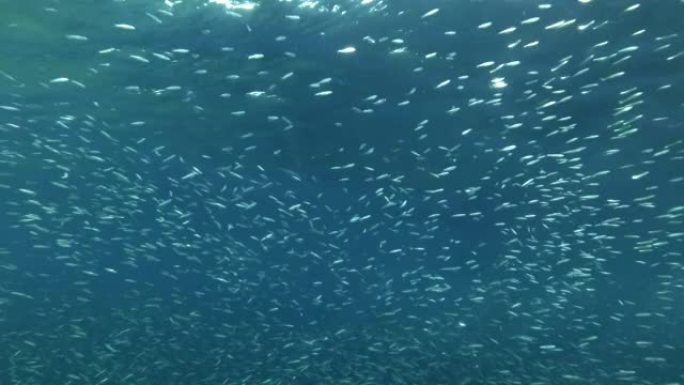 蓝色的浅滩，精致的圆形鲱鱼或蓝背的浅滩 (Spratelloides delicatulus)。大量