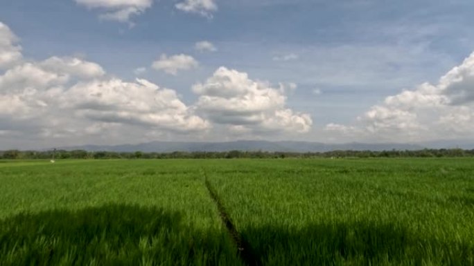 稻田被年轻的水稻植物覆盖的广阔前景