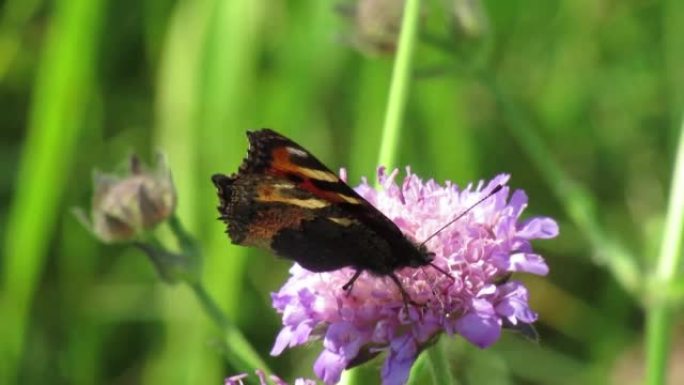 荨麻疹蝴蝶坐在花园里的粉红色花上，以花蜜为食。