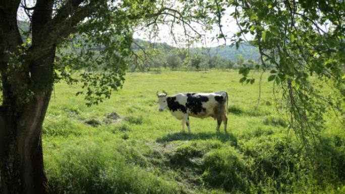 阿尔巴尼亚农村地区的免费奶牛