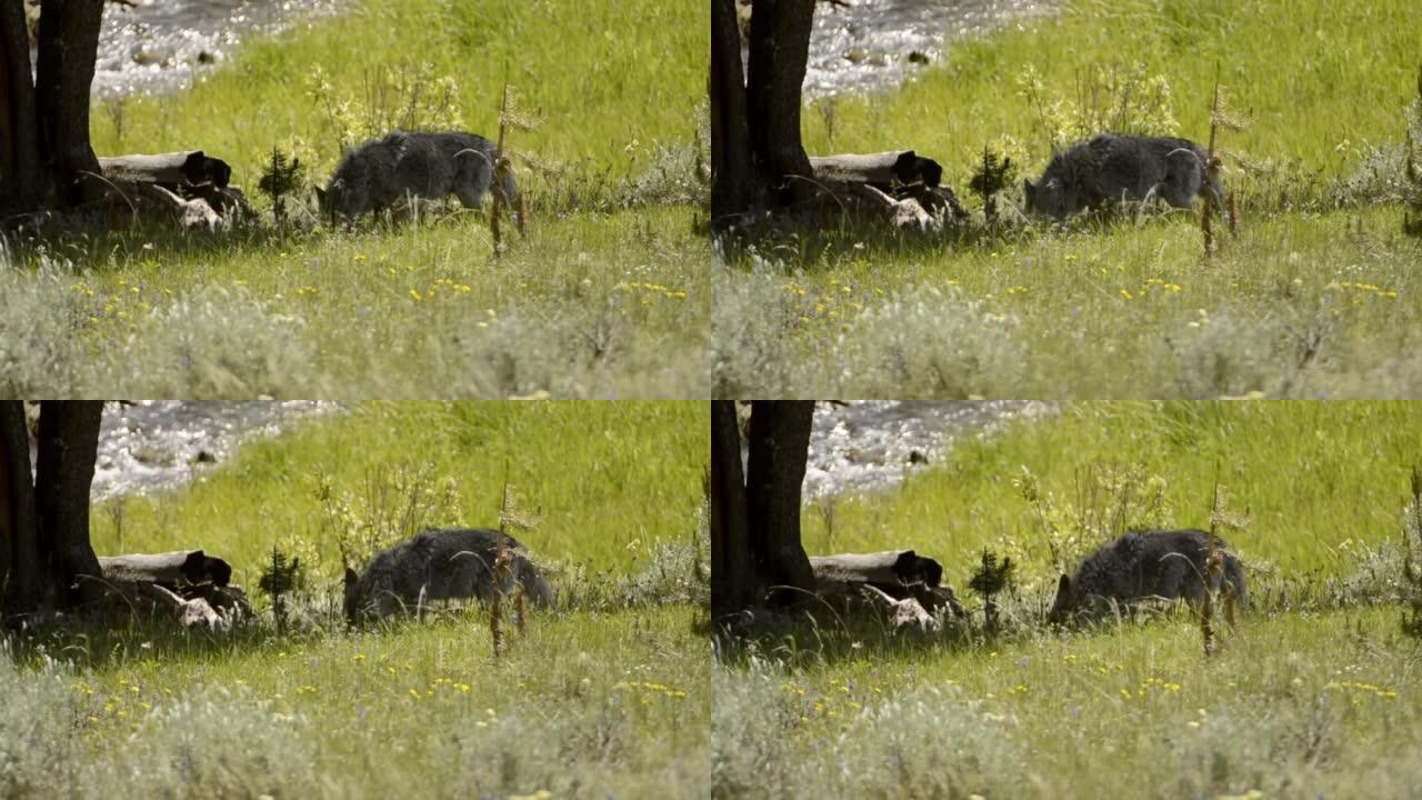 土狼在河边喂养死动物