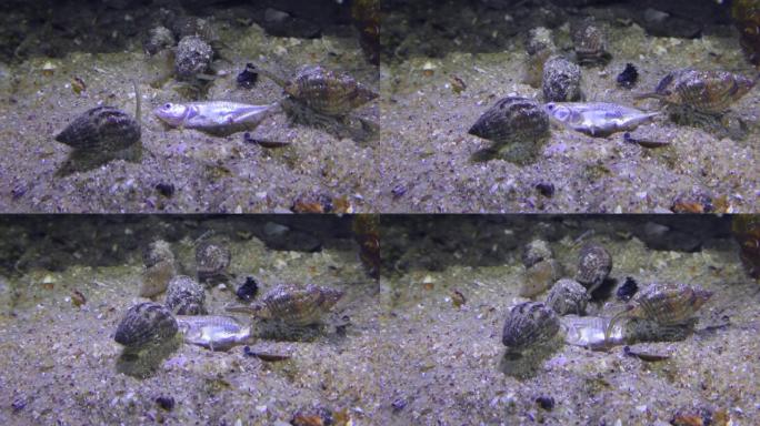 网狗海螺吃死鱼。
