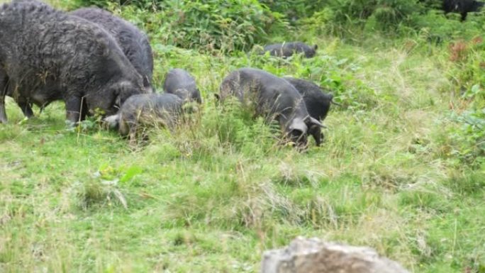 乌克兰夏季喀尔巴阡山林中的野生黑猪群