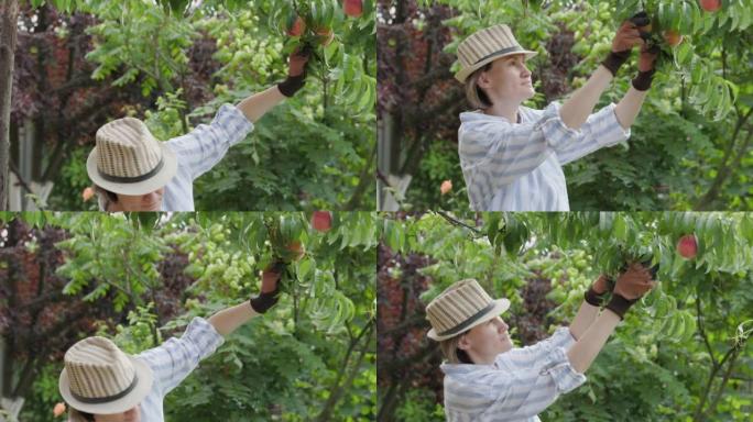 穿着时髦的夏季帽子的迷人女人从树上采摘美味的桃子。快乐的农民品尝新鲜水果