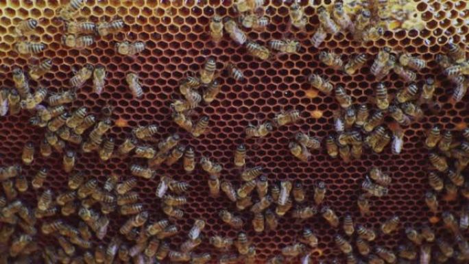 蜂巢内在蜂巢上工作的蜂群。特写