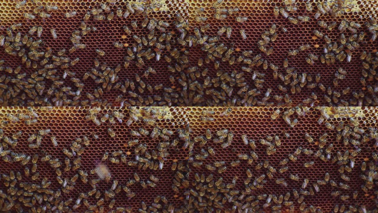 蜂巢内在蜂巢上工作的蜂群。特写