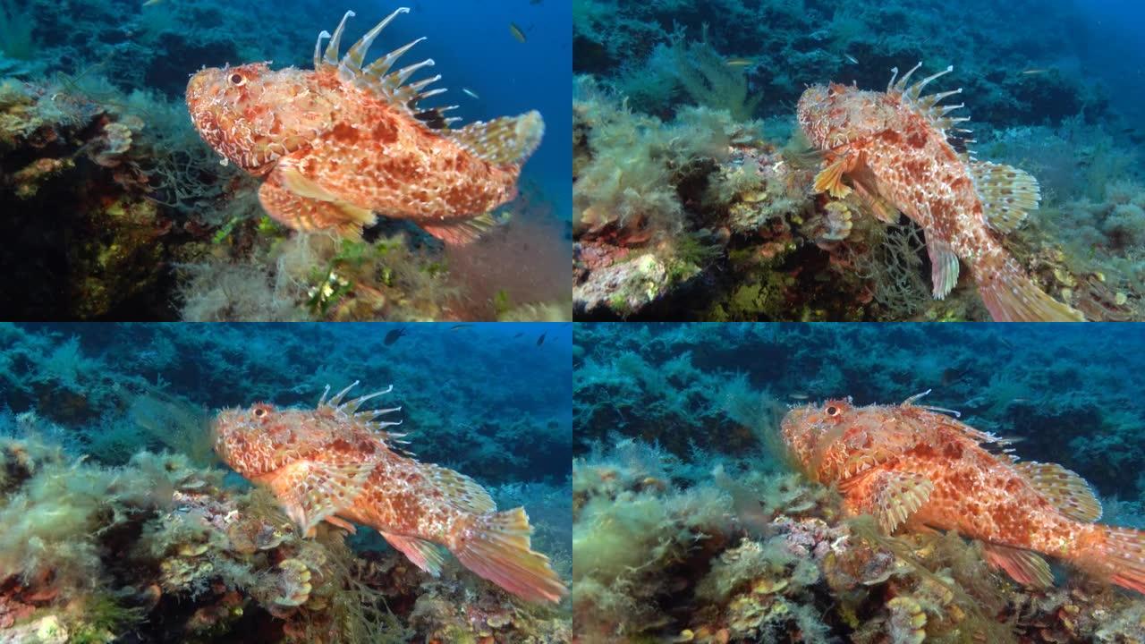 水下生命-红地中海蝎子鱼
