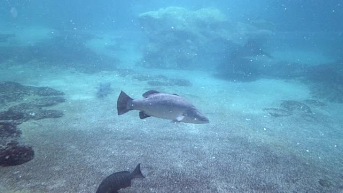 水下-在浑浊的热带水域游泳的鱼，礁鲨和黄貂鱼