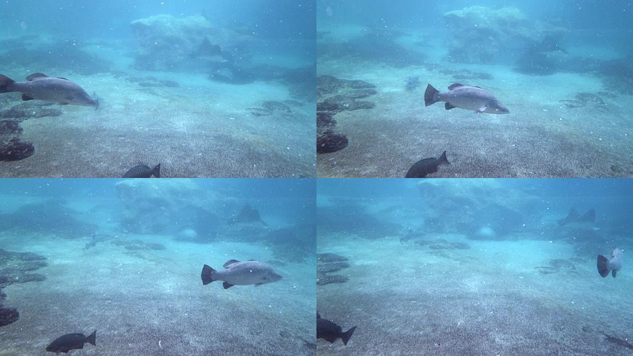 水下-在浑浊的热带水域游泳的鱼，礁鲨和黄貂鱼