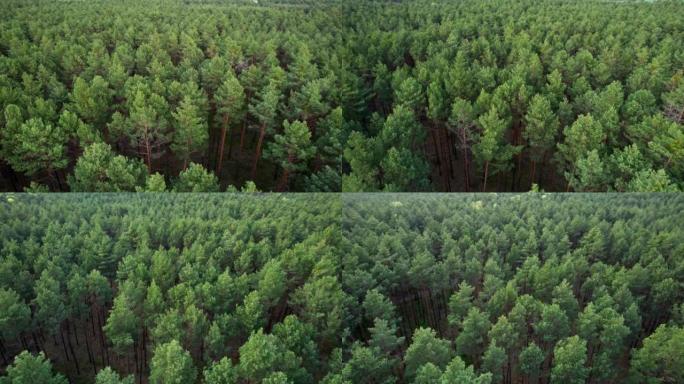飞越森林。高大的树木。直升机上的景色。直升机搜索。在同一高度快速旋转摄像机移动。版本2