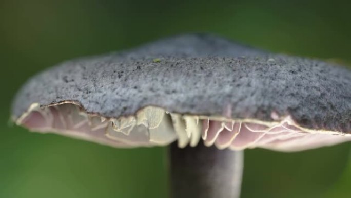 爱沙尼亚蘑菇头的微距镜头