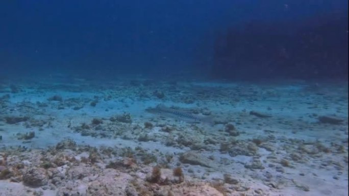 墨西哥加勒比海的一个大梭子鱼 (Sphyraena Barracuda) 的4k视频