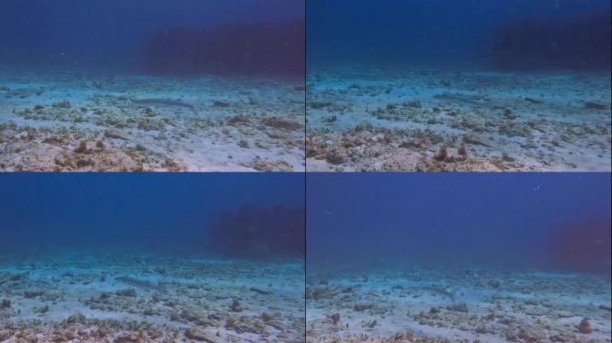 墨西哥加勒比海的一个大梭子鱼 (Sphyraena Barracuda) 的4k视频