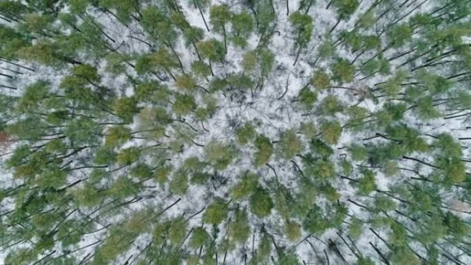 冬季森林鸟瞰图自然保护区森林