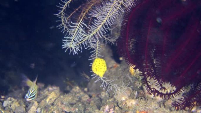 Tiny juvenile yellow boxfish hiding among feather 