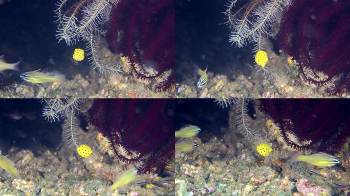 Tiny juvenile yellow boxfish hiding among feather 