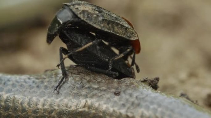 红黑Oiceoptoma胸虫在地上吃死蛇并配对，虫交配