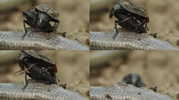 红黑Oiceoptoma胸虫在地上吃死蛇并配对，虫交配