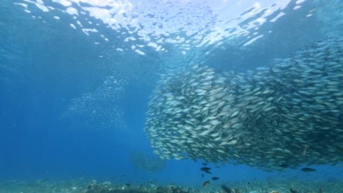 Bait ball / school of fish in turquoise water of c