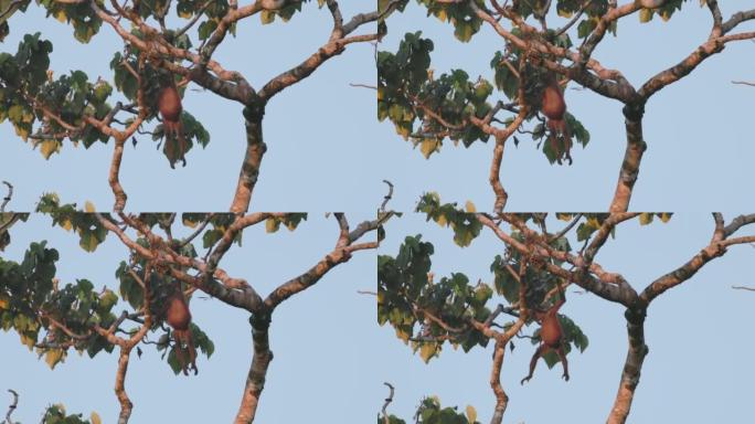 在corcovado的一棵大树上悬挂的蜘蛛猴的慢动作镜头