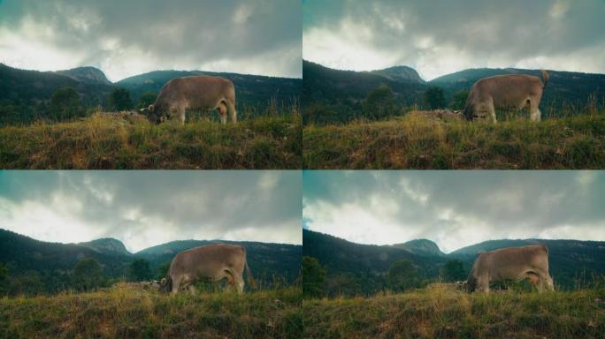 在美丽的山地自然景观上放牧家养褐牛