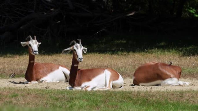 Dama gazelle, Gazella Dama mhorr或mhorr gazelle是瞪羚的