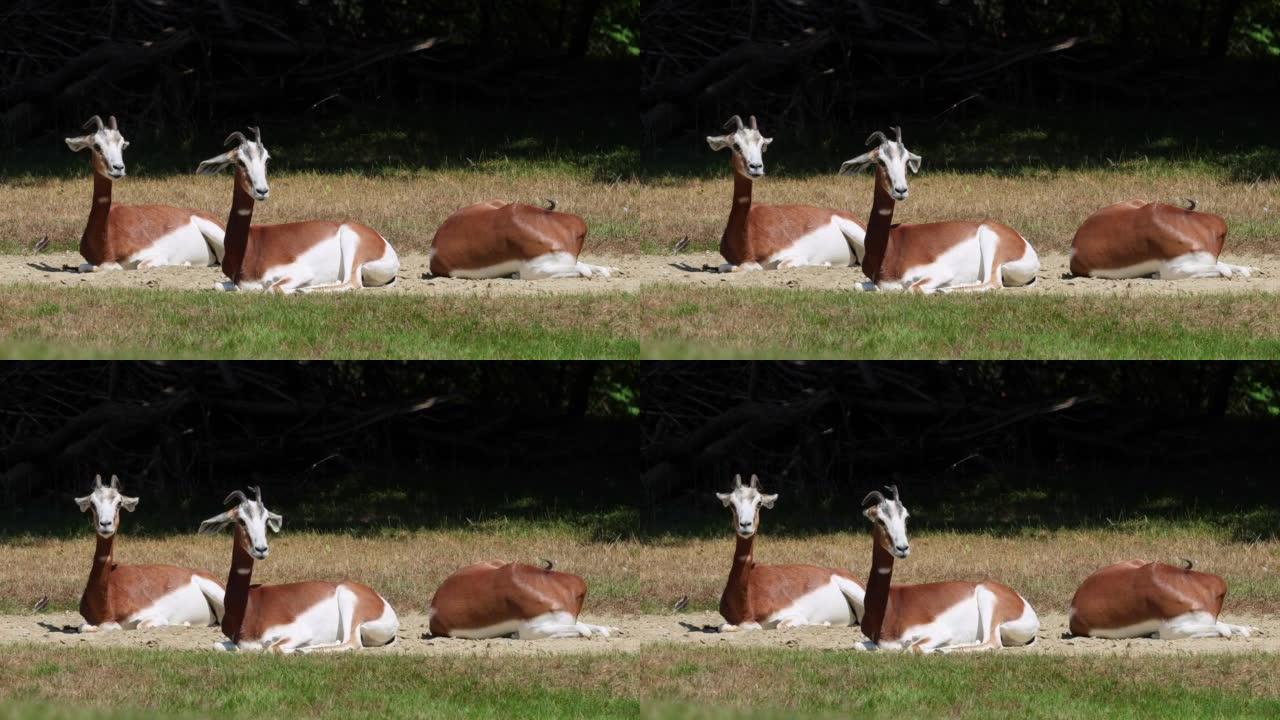 Dama gazelle, Gazella Dama mhorr或mhorr gazelle是瞪羚的