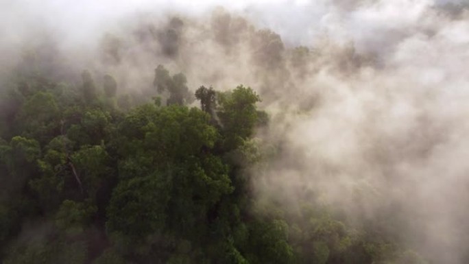 Morning sunny foggy low cloud over the rainforest