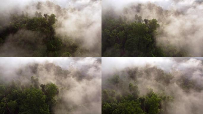 Morning sunny foggy low cloud over the rainforest