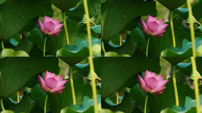 美丽的莲花在风中摇摆，粉红色的花朵，绿叶和芽背景，特写镜头，4k镜头，b卷镜头放大效果。