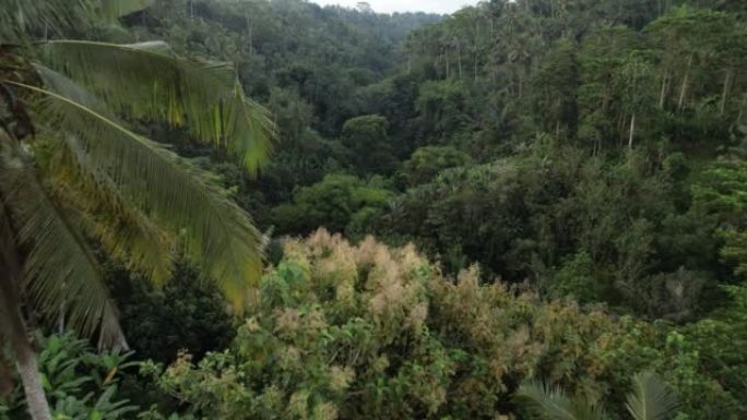 棕榈树和热带灌木丛，巴厘岛中部森林峡谷的空中拍摄
