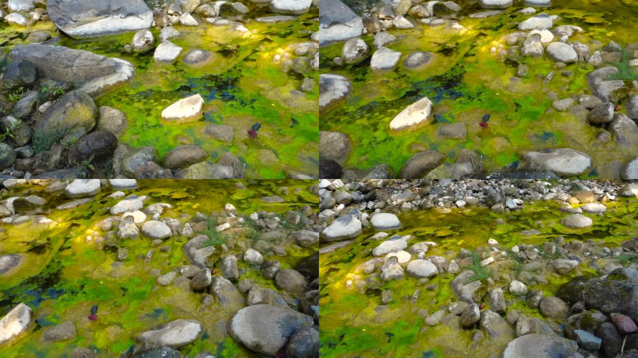印度静水池中绿藻生长。藻类和蓝细菌是简单的，类似植物的生物，生活在水中。