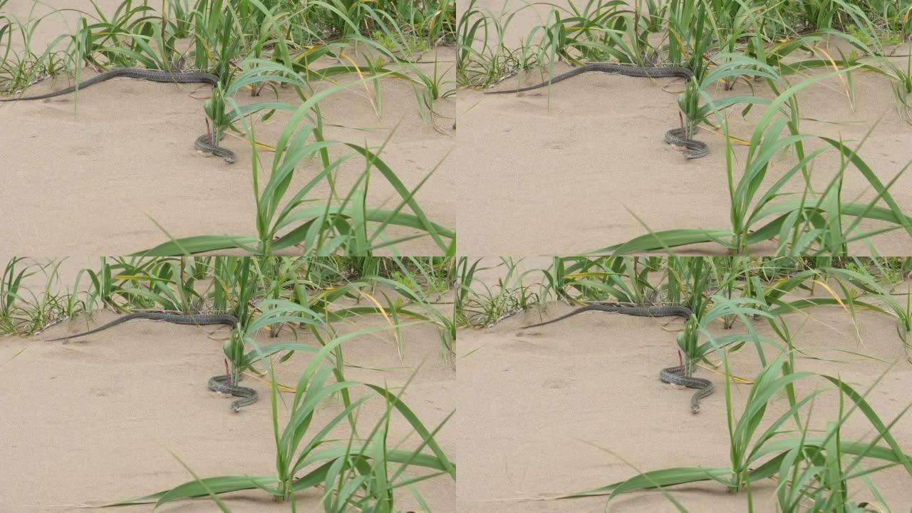 日本条纹蛇在沙子上，shkotan岛