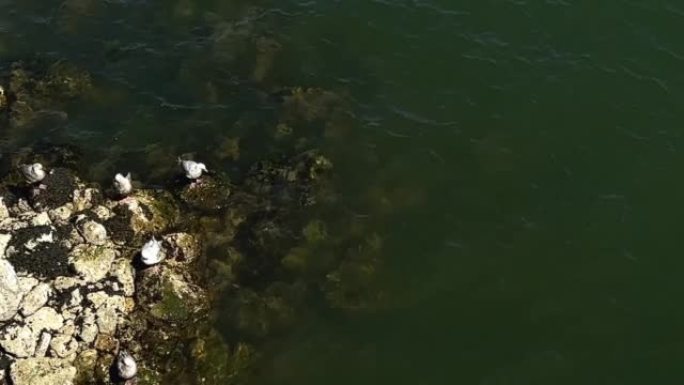 大白鸥安静地坐在加拿大温哥华海岸绿色水域的岩石上。