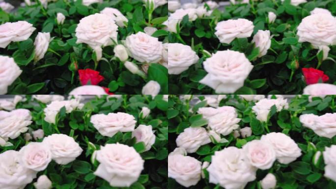 在货架上的花店中交付白色盆栽玫瑰。一种家养植物是花开花落的灌木