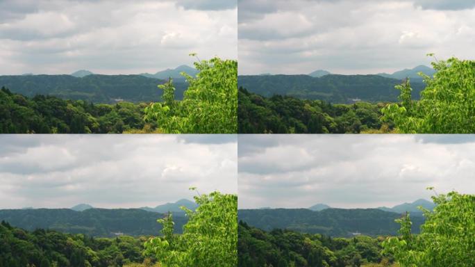 Scenery of deep forest with clouds