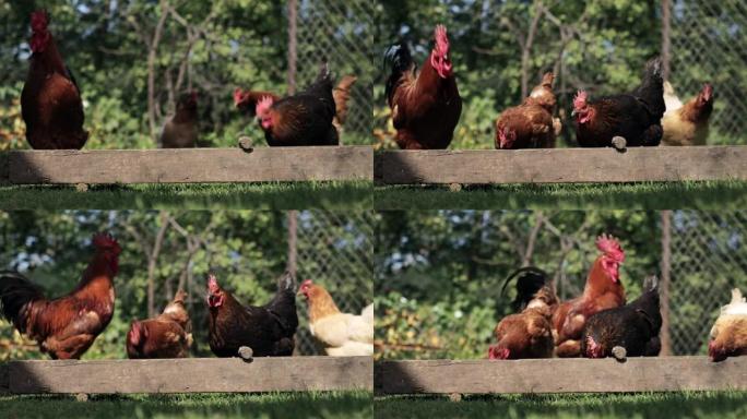 农村驯养的鸡从外面的马头吃。农业。院子里的鸡。