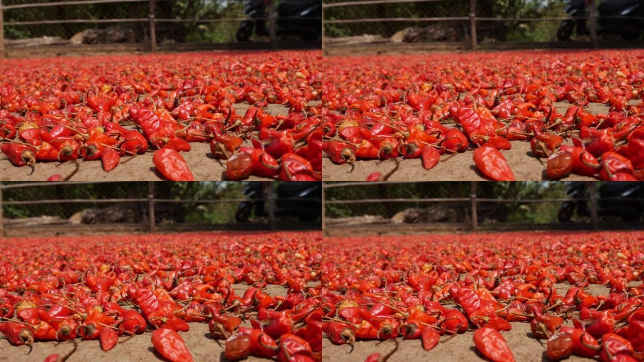 生红辣椒的豆荚干躺在院子里的地上