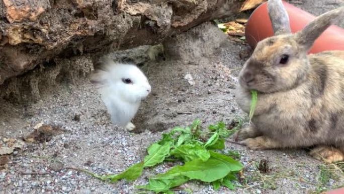 可爱的可爱的兔子。复活节兔子在大自然中吃草。可爱的毛茸茸的兔子嗅，环顾四周，一种美丽的哺乳动物，在自