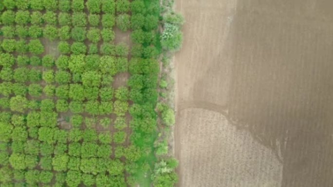 空中无人机拍摄绿色农林林木人工林和开放的荒芜农田