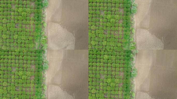 空中无人机拍摄绿色农林林木人工林和开放的荒芜农田